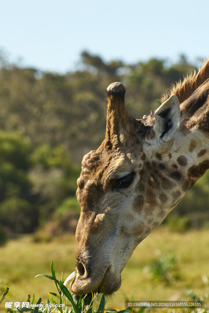 长颈鹿低头吃草的瞬间
