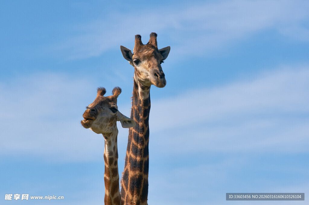 两只长颈鹿仰望晴朗天空