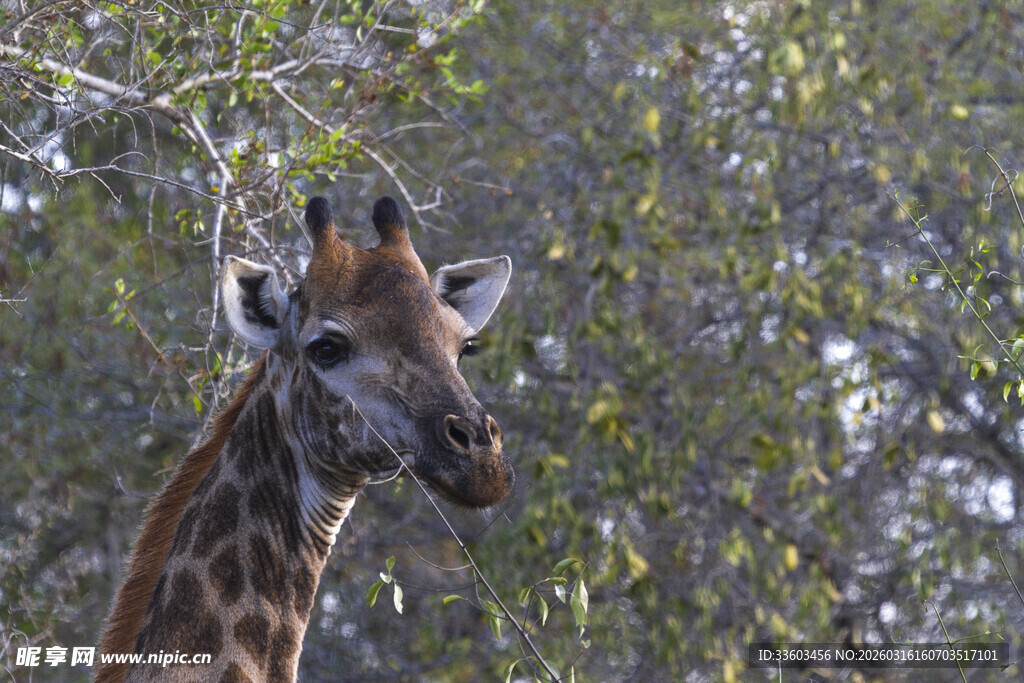 野外长颈鹿特写