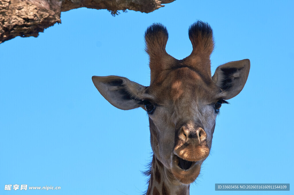 近景长颈鹿特写
