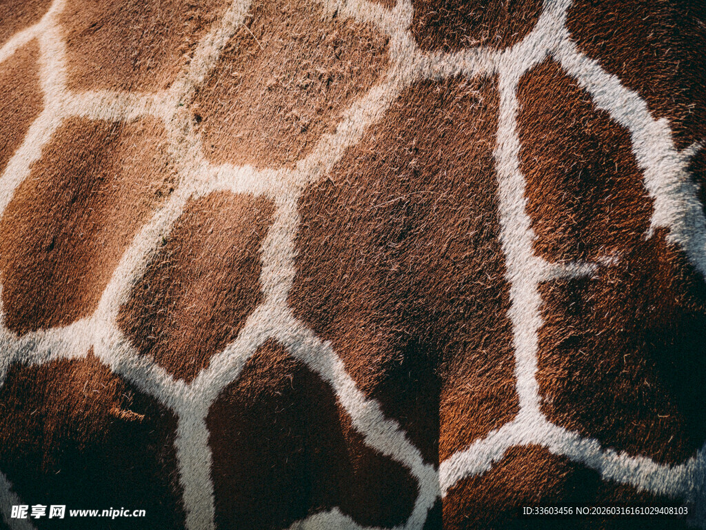 长颈鹿独特花纹特写