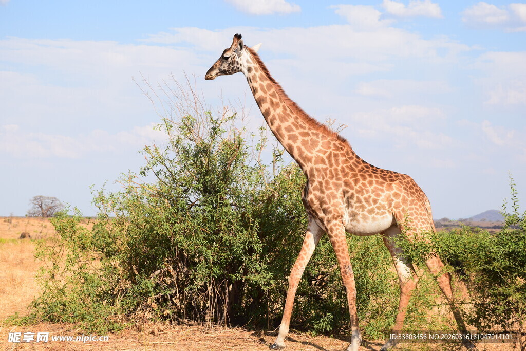 草原上漫步的长颈鹿