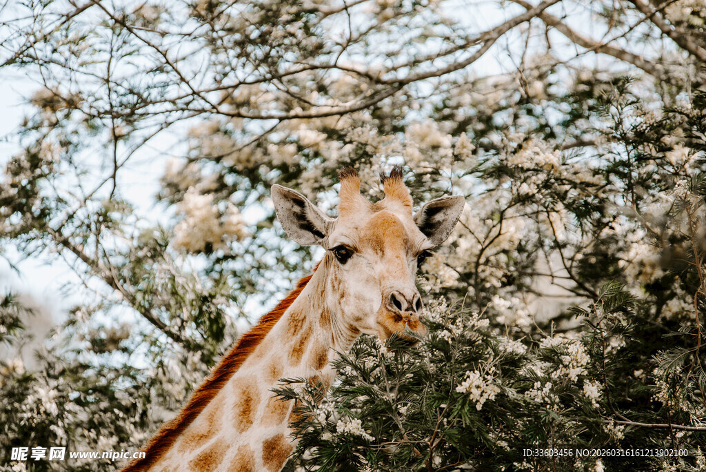 长颈鹿于林间悠然探头