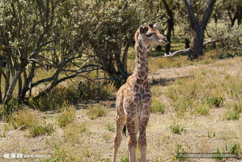草原上的幼年长颈鹿
