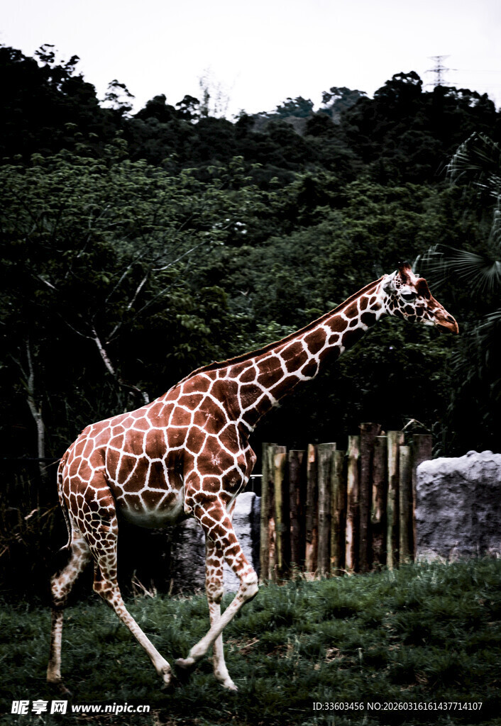 漫步草地的长颈鹿