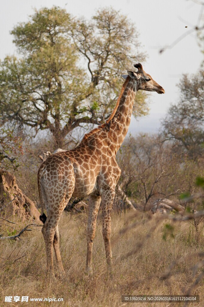 草原上的长颈鹿