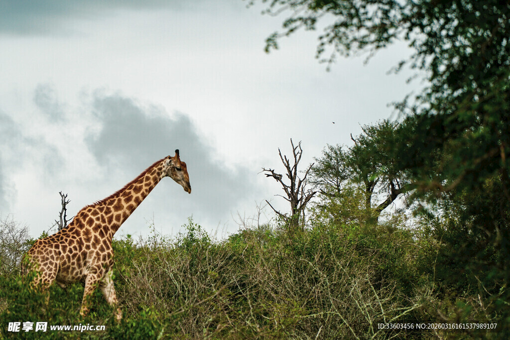 草原上漫步的高大长颈鹿