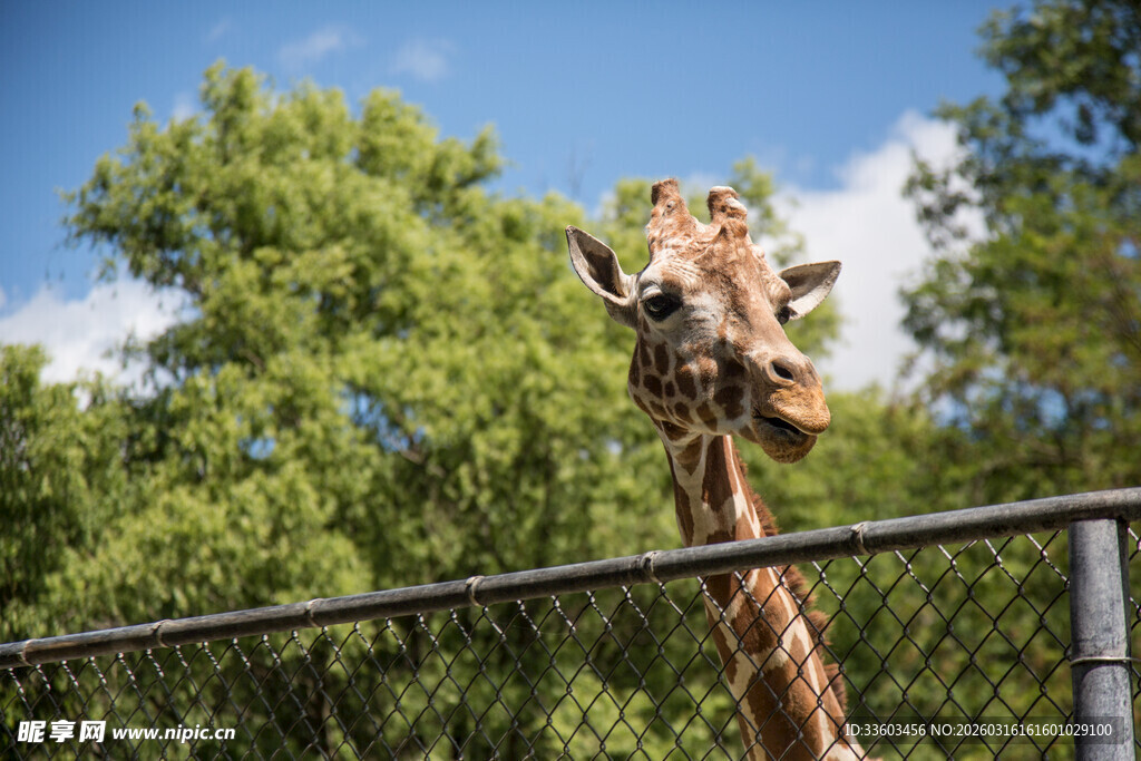 围栏边的长颈鹿