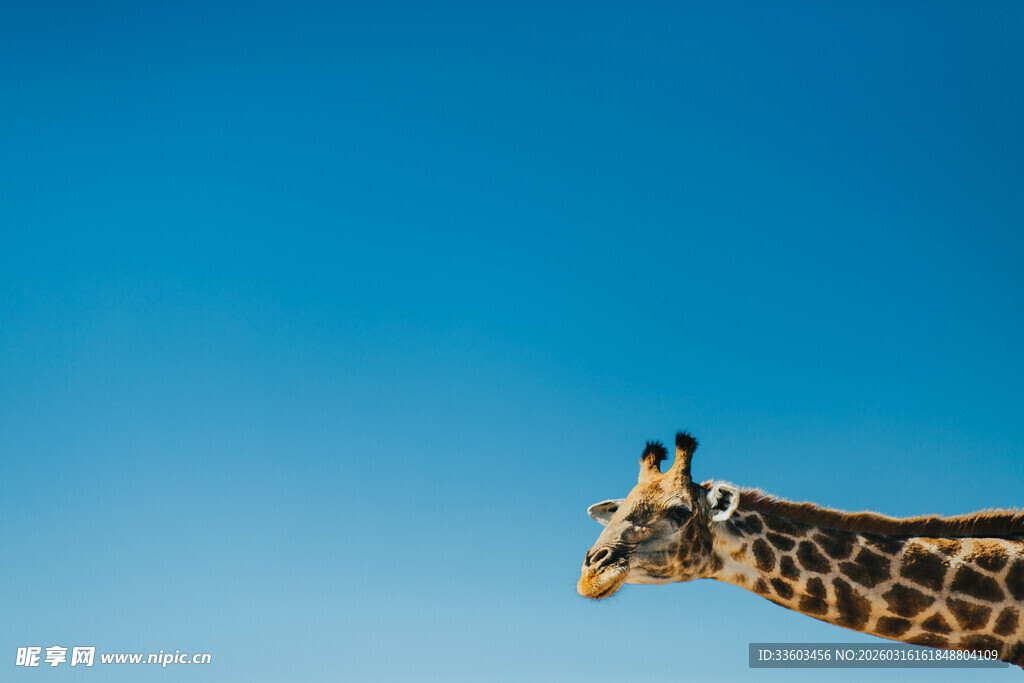 蓝天背景下的长颈鹿头部