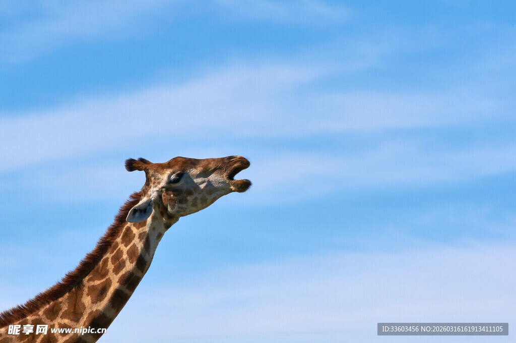仰头的长颈鹿