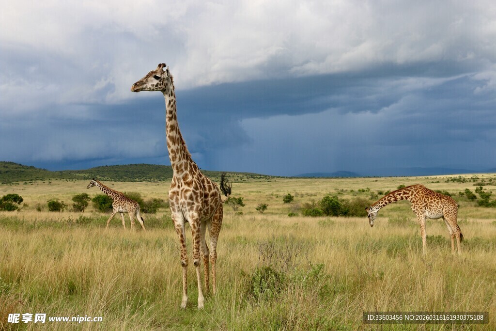 草原上的长颈鹿群