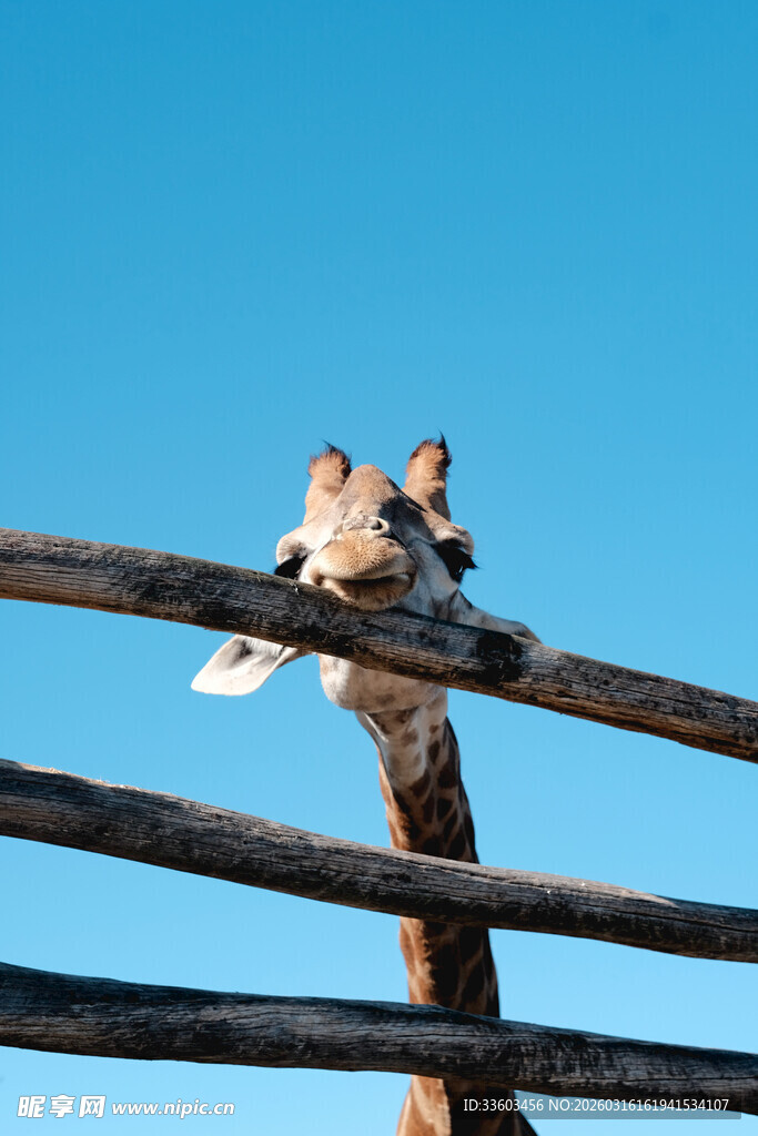 长颈鹿探头于木栏间