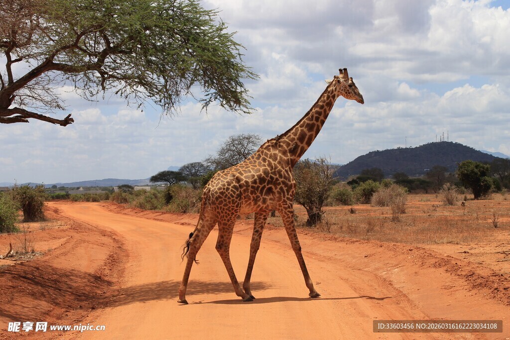 长颈鹿漫步于非洲荒野之路