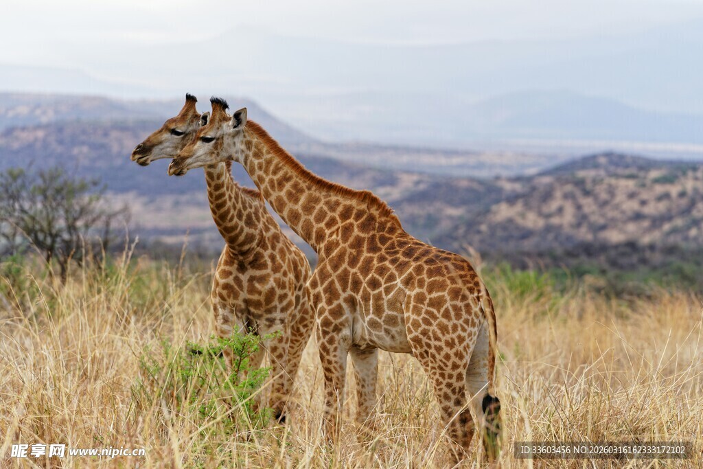 草原上的两只长颈鹿