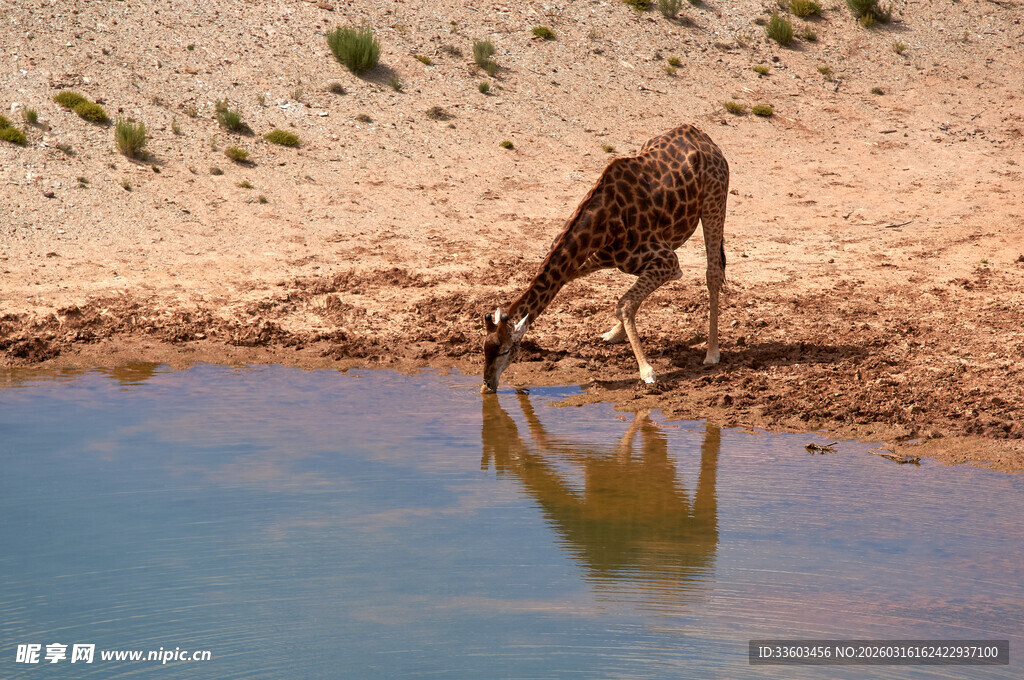 长颈鹿低头饮水于水边