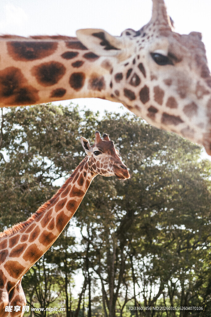 长颈鹿亲昵互动画面