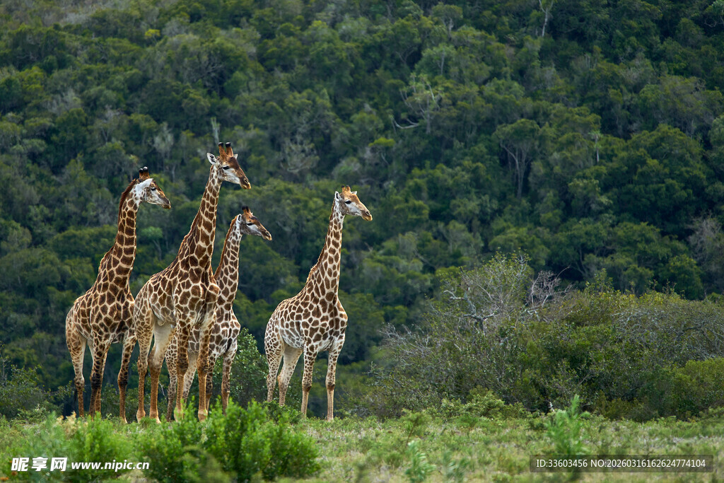 草原上的长颈鹿群