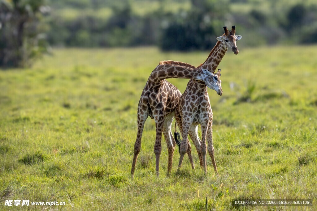 草原上的两只可爱长颈鹿