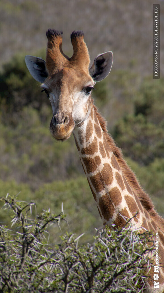 野外长颈鹿近景特写