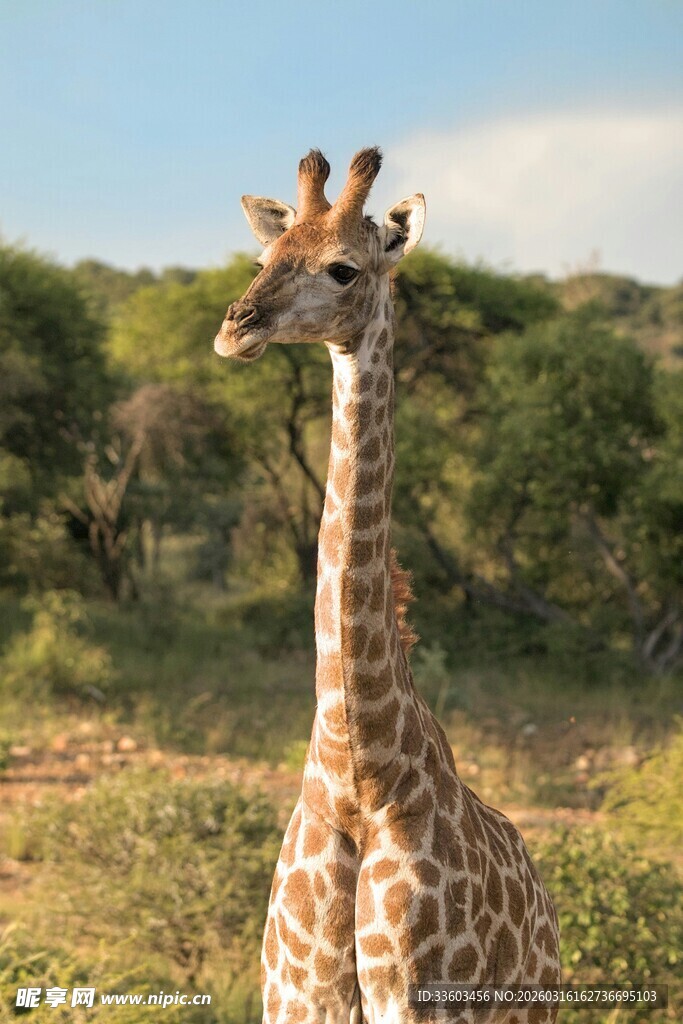 草原上的长颈鹿