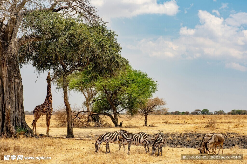 非洲草原上的野生动物群