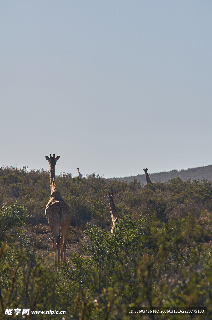 草原上的长颈鹿