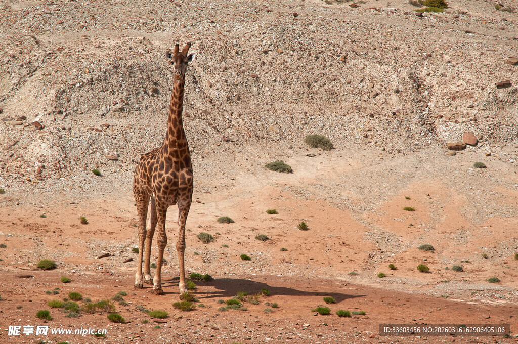沙漠中独行的高大长颈鹿