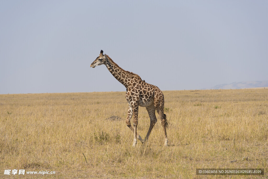 草原上独行的长颈鹿
