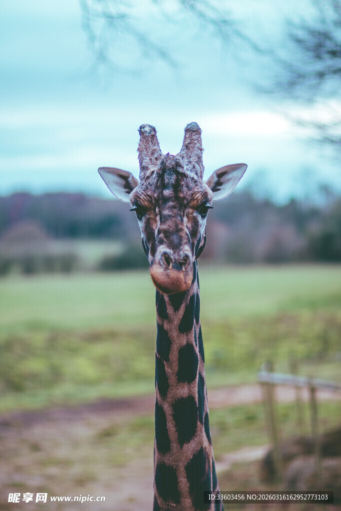 可爱长颈鹿的近景特写