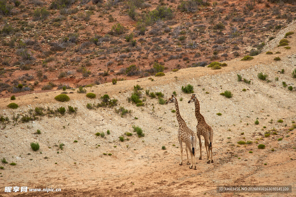 沙漠中的两只长颈鹿