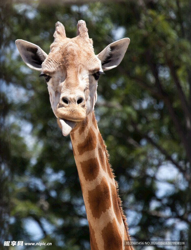 可爱长颈鹿特写