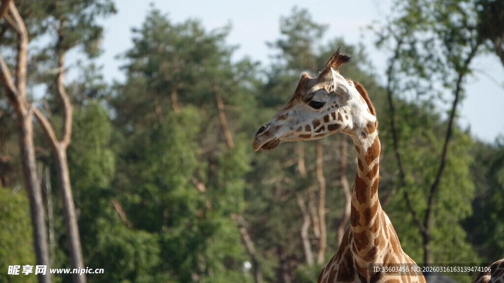 森林中的长颈鹿