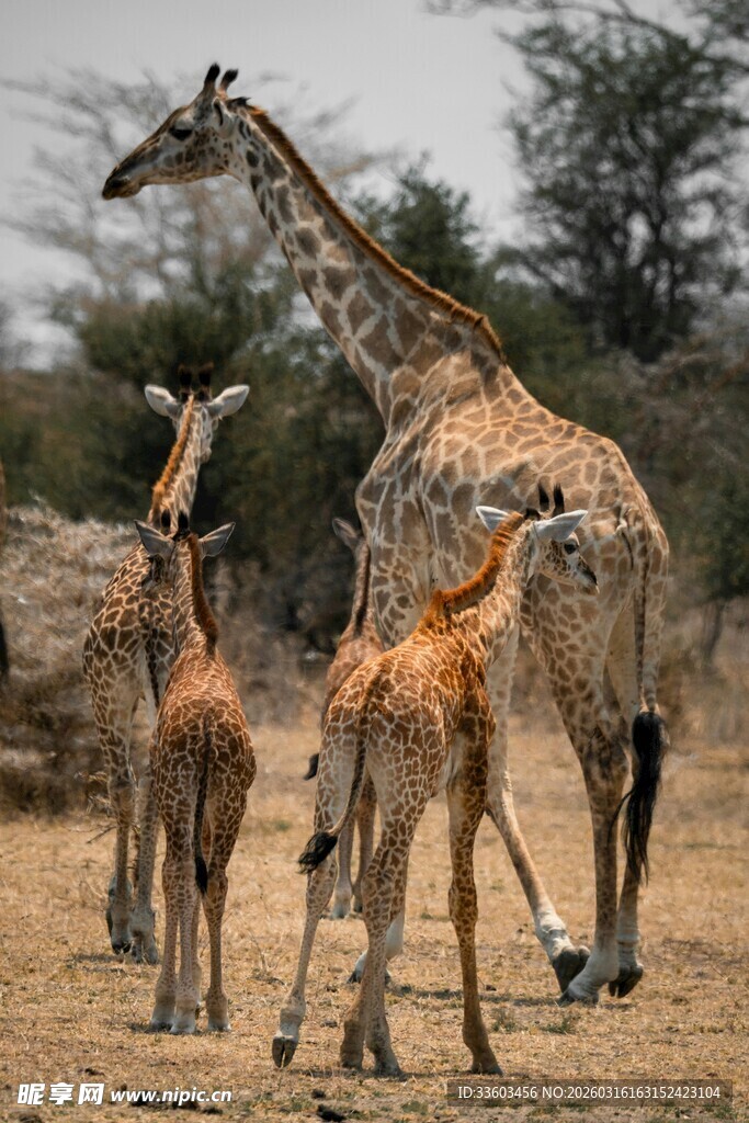 草原上的长颈鹿母子