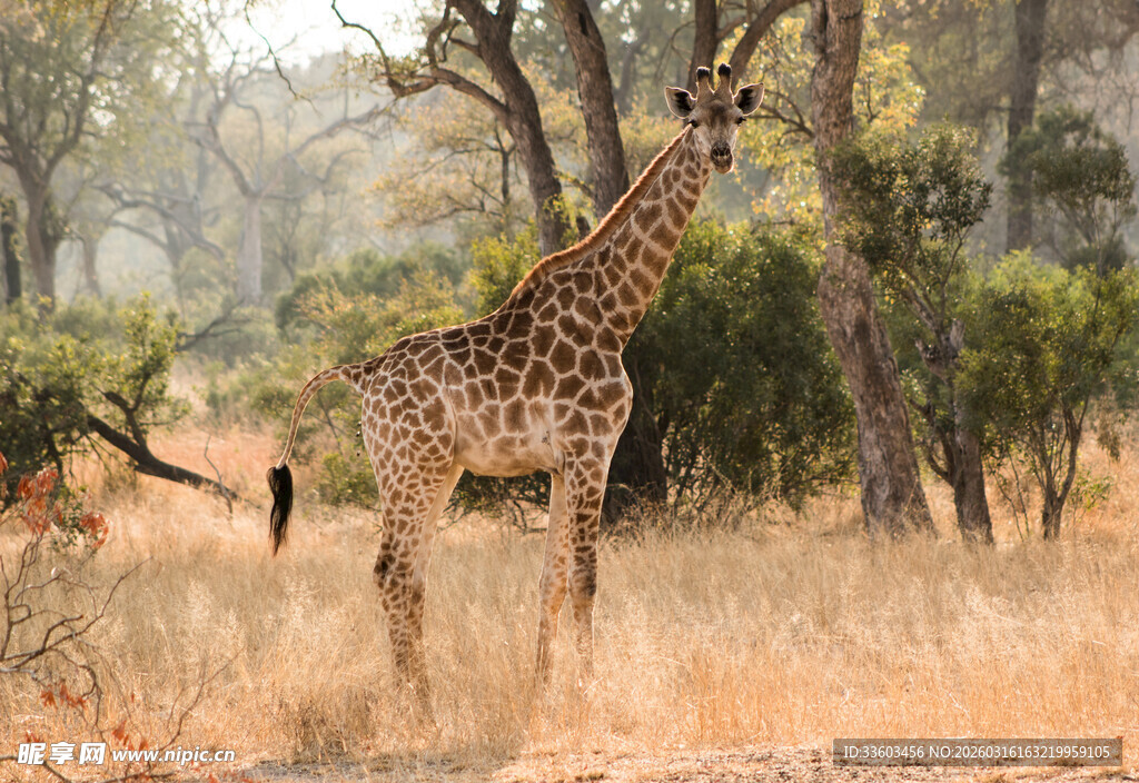 草原上的长颈鹿