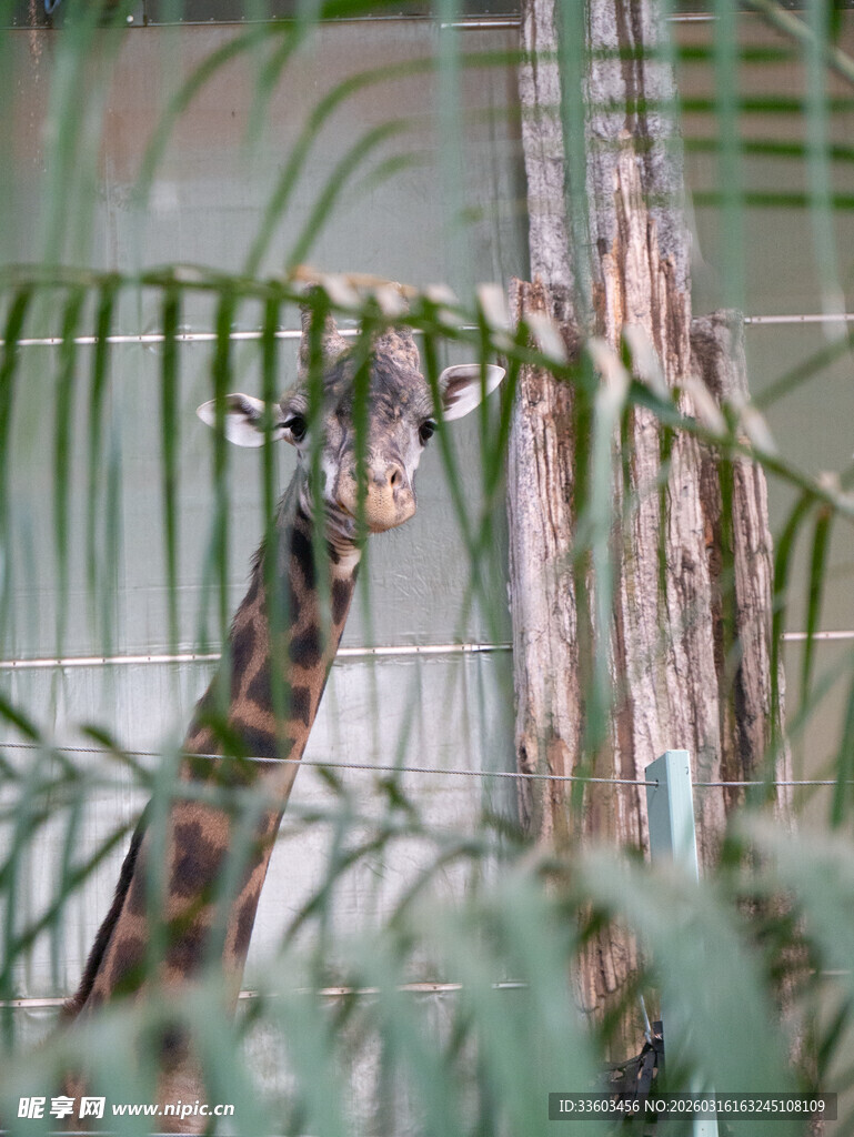长颈鹿于绿植间探出头