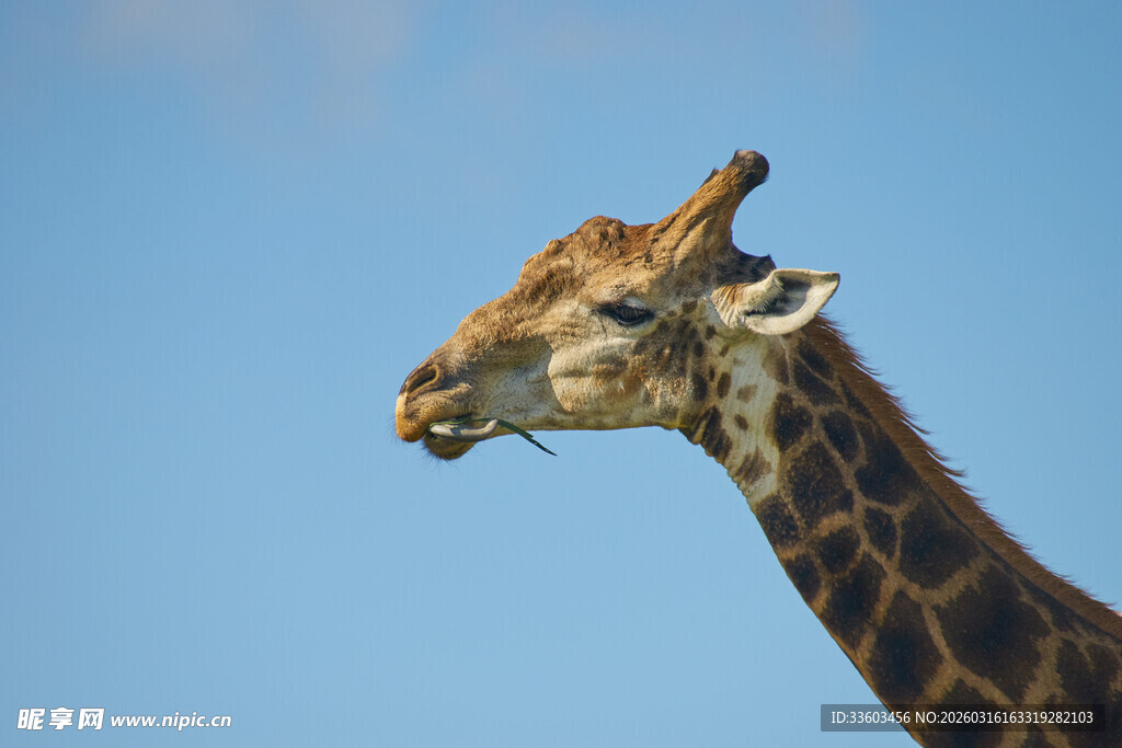 长颈鹿蓝天侧颜特写