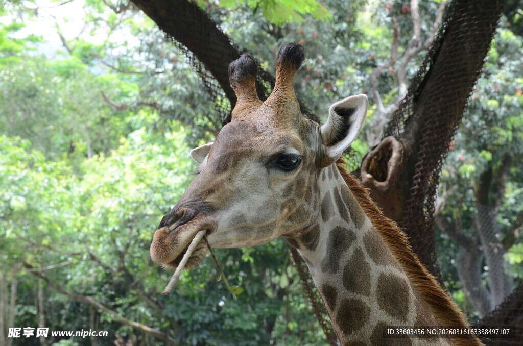长颈鹿于林间张嘴进食