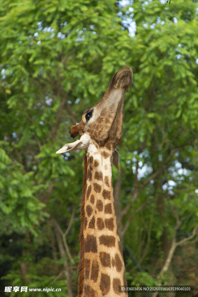 长颈鹿仰头吃树叶