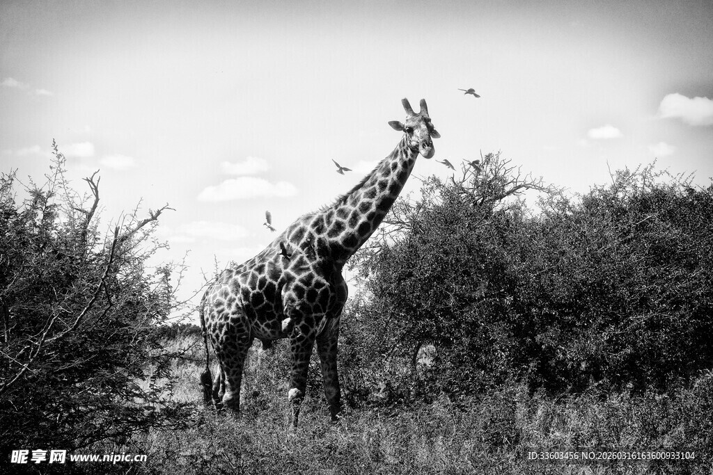 草原上的长颈鹿