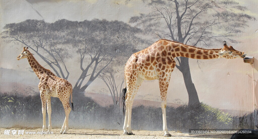 两只长颈鹿在户外进食