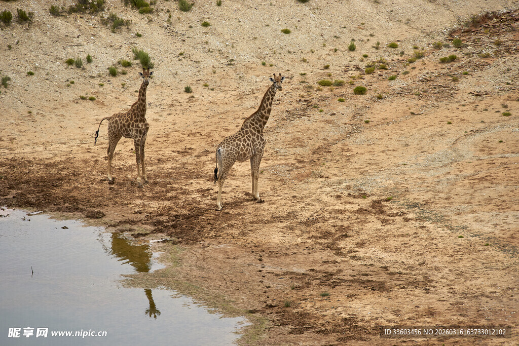 水边的两只长颈鹿