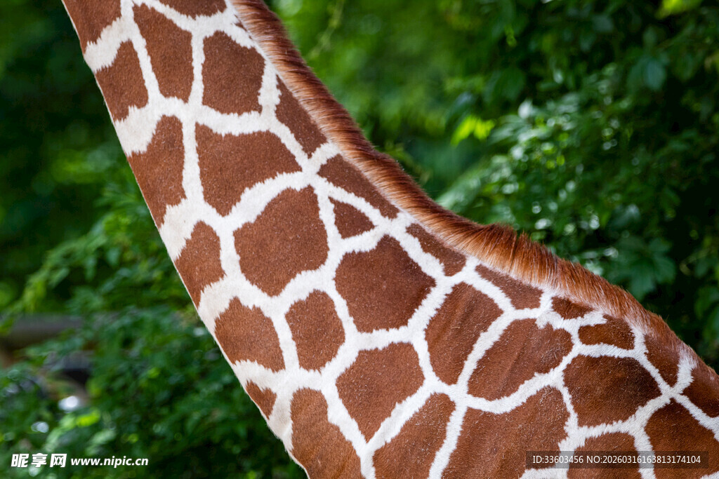 长颈鹿颈部特写