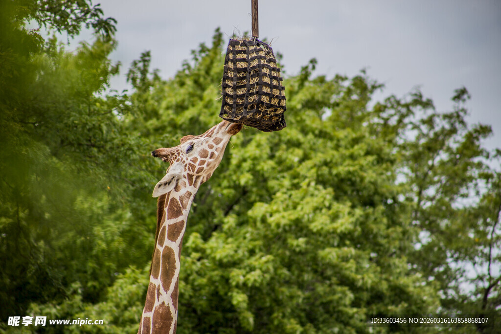 长颈鹿仰头够树上食物