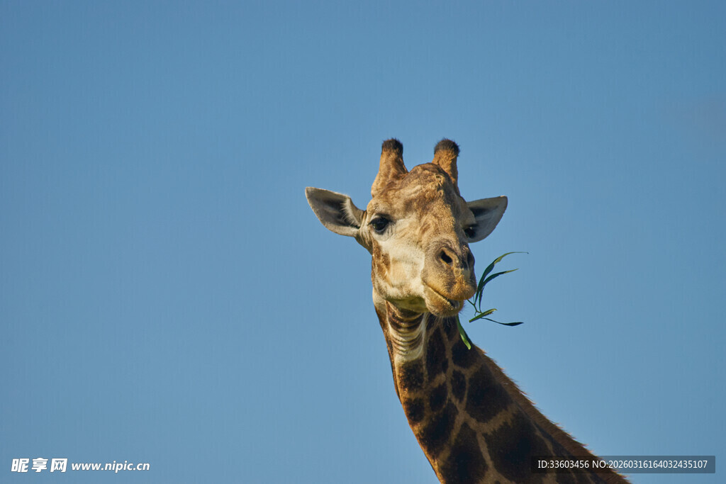 长颈鹿蓝天进食瞬间
