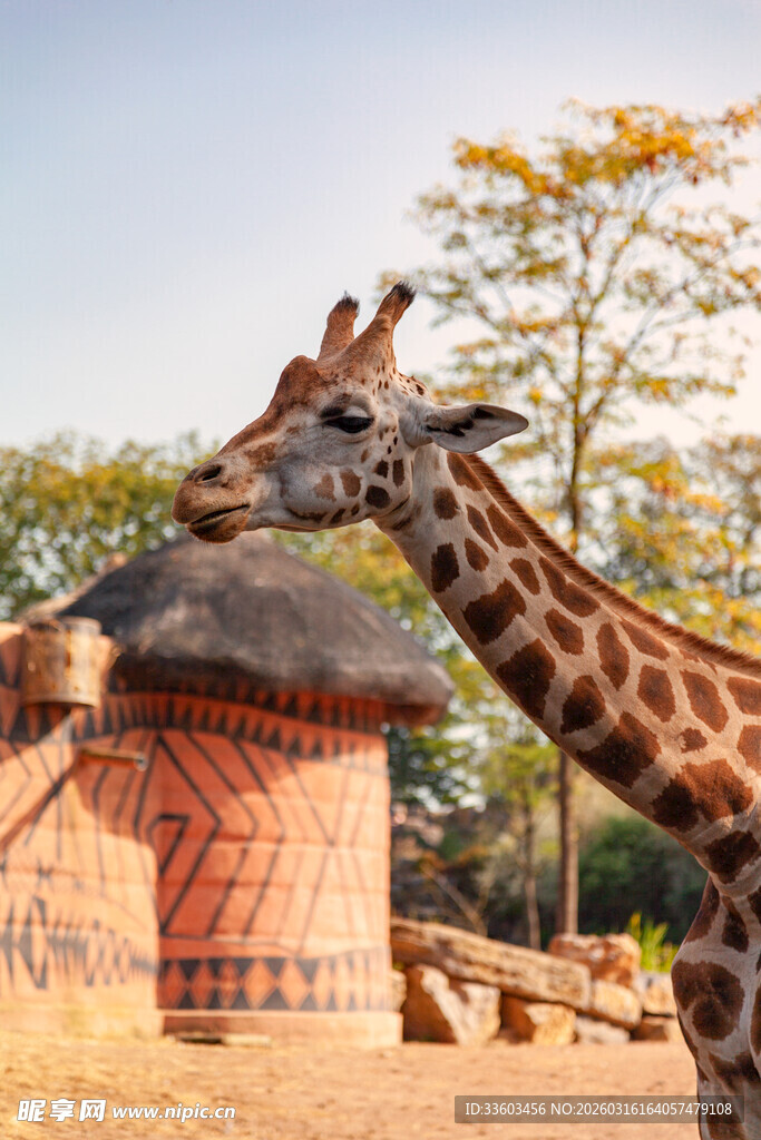 动物园中亲昵互动的两只长颈鹿