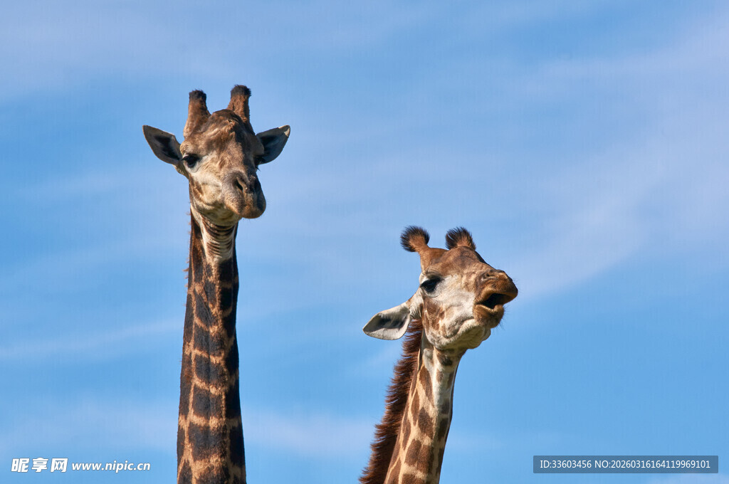 两只长颈鹿仰望蓝天
