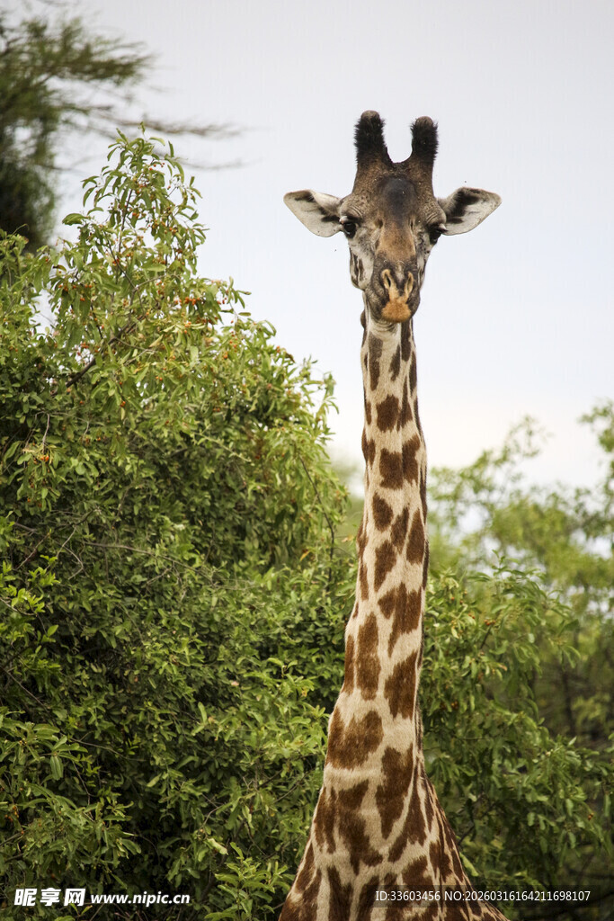野外站立的长颈鹿