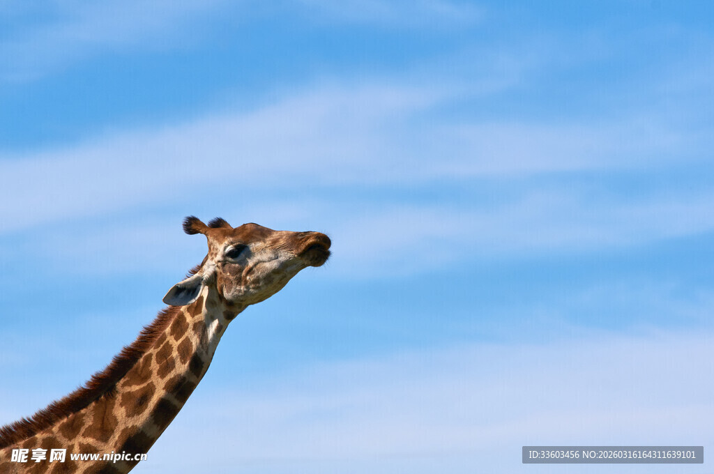 仰头的长颈鹿