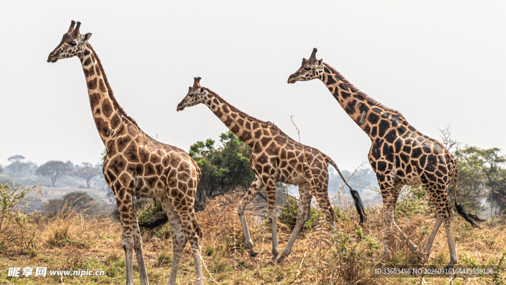 草原上的三只长颈鹿