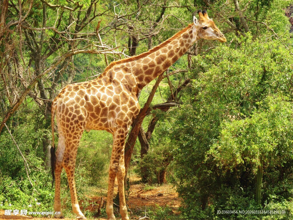 森林中的长颈鹿
